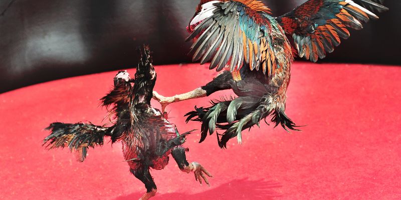 Nắm vững kiến thức Đá gà tại BK8